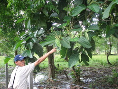 Coccoloba belizensis