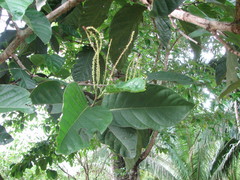 Coccoloba belizensis