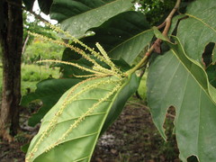 Coccoloba belizensis