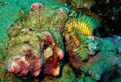 Aniculus maximus