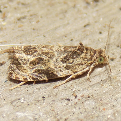 Olethreutes tilianum