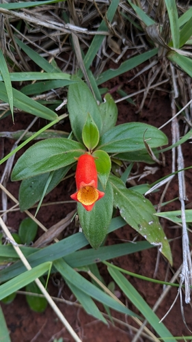Seemannia sylvatica