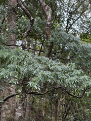 Eucryphia moorei, photograph (c) Bryce Watts-Parker, some rights reserved (CC BY)