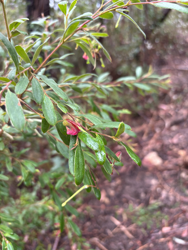 Grevillea arenaria, photograph 5