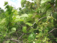 Coccoloba belizensis