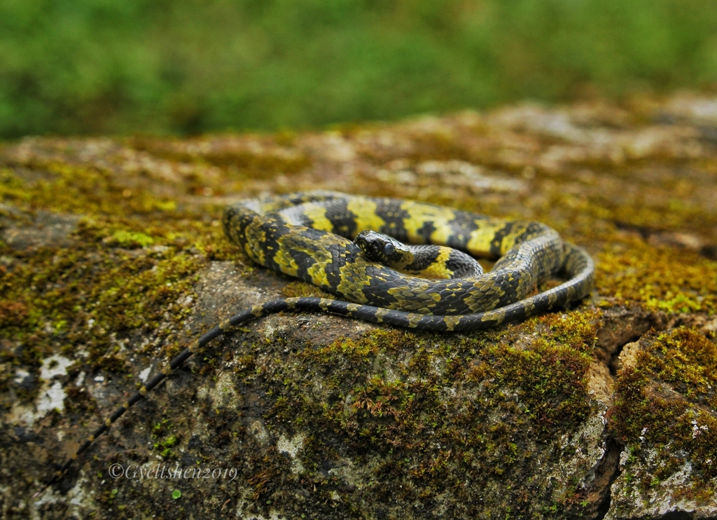 Gammie's Wolf Snake from Tsirang, Bhutan on October 12, 2019 at 03:20 ...