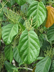 Coccoloba belizensis