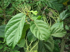 Coccoloba belizensis