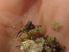 Ancistropterus quadrispinosus