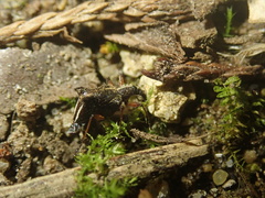 Ancistropterus quadrispinosus