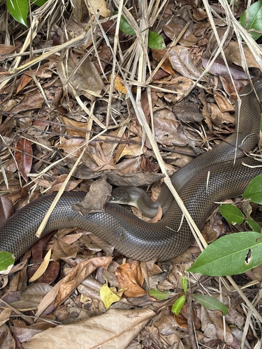 Water Python sighting