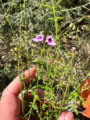 Prostanthera denticulata, photograph 2