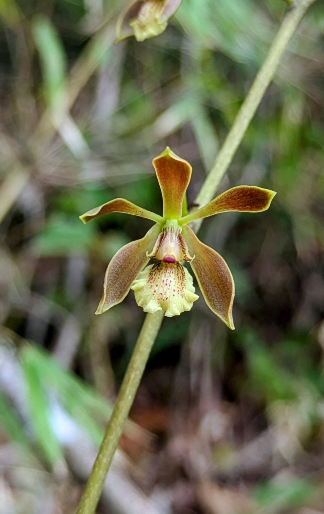 Encyclia thrombodes