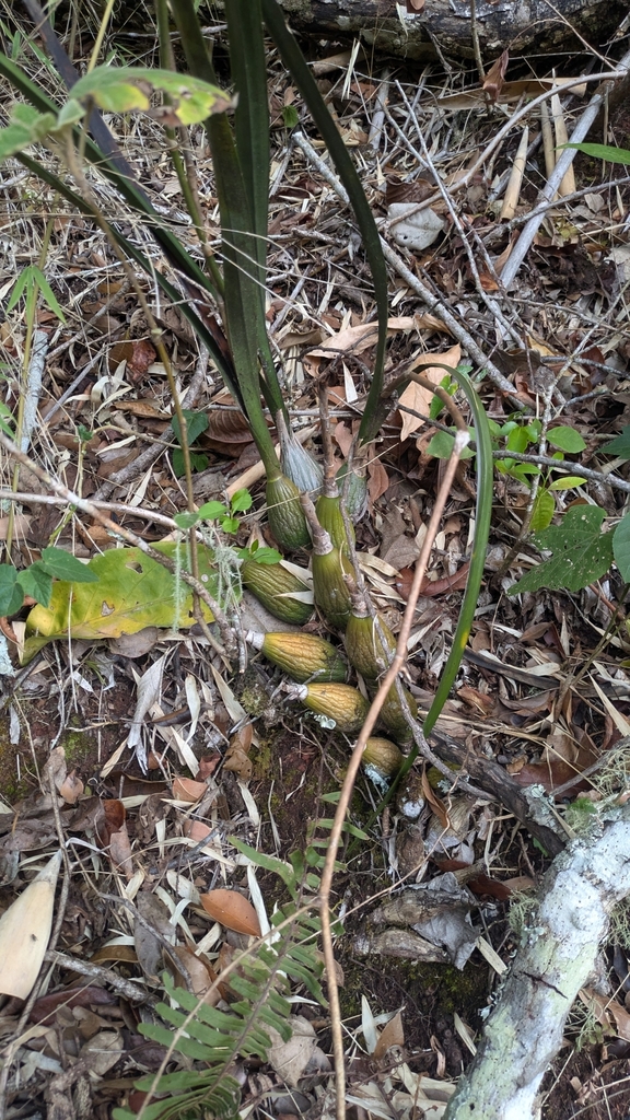 Encyclia thrombodes (Rchb.f.) Schltr. 2