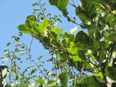Coccoloba reflexiflora