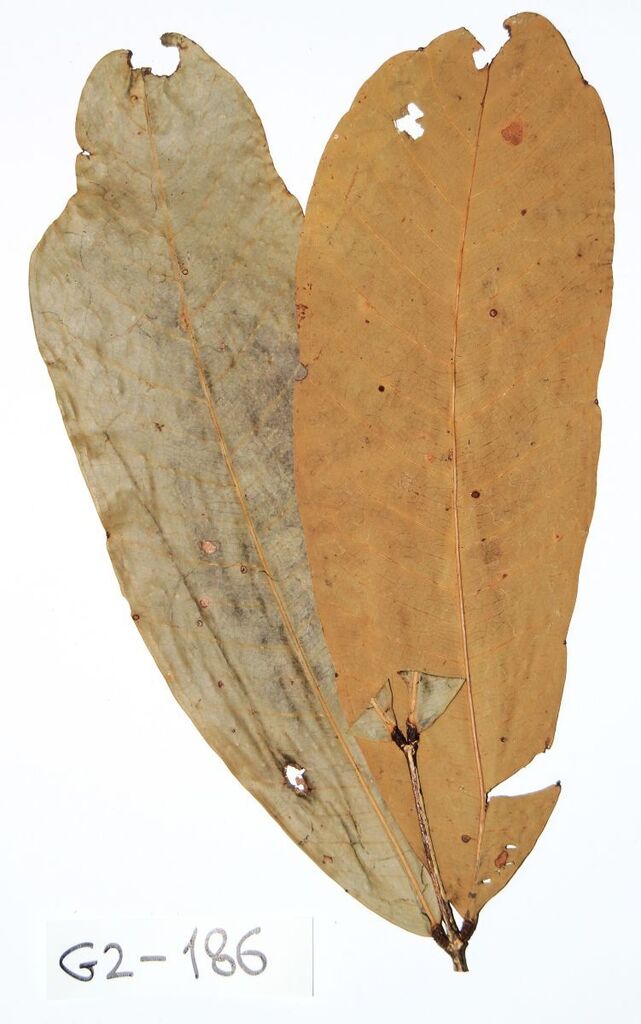 Gilbertiodendron dewevrei