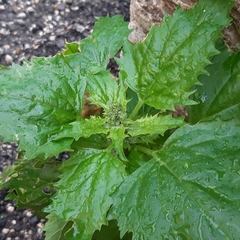 Chenopodiastrum murale