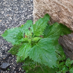 Chenopodiastrum murale