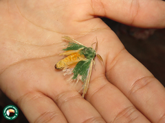 Moresa costalis