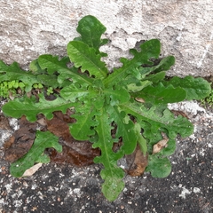 Hypochaeris radicata