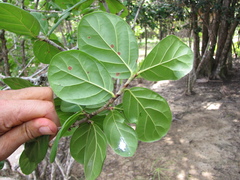 Coccoloba swartzii