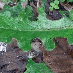 Hypochaeris radicata