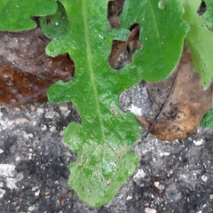 Hypochaeris radicata