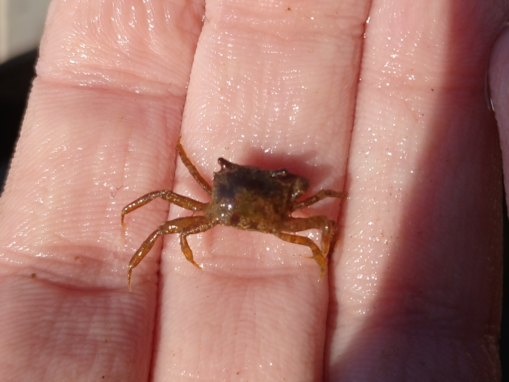 Enigmatic Rock Crab