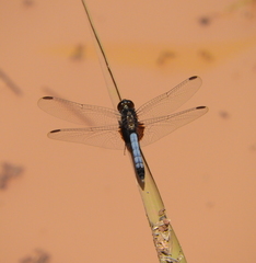 Erythrodiplax laurentia
