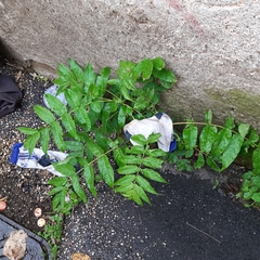 Ailanthus altissima
