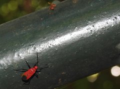 Dindymus sanguineus