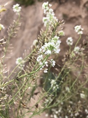 Lepidium alyssoides