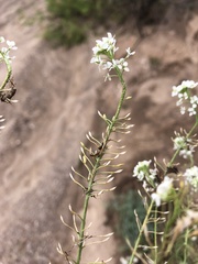 Lepidium alyssoides