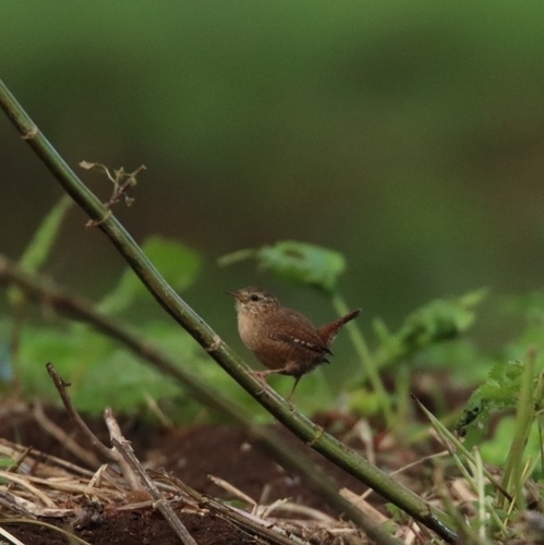 Eurasian Wren