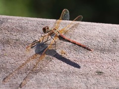 Sympetrum striolatum imitoides