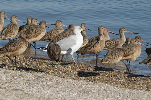 Ring-billed Gull photographed in California