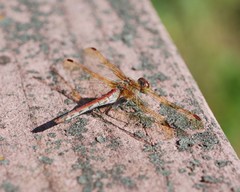Sympetrum striolatum imitoides