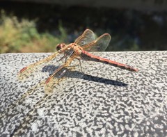 Sympetrum striolatum imitoides