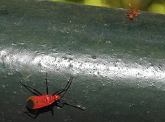 Dindymus sanguineus