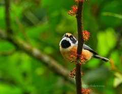 Black-Throated Bushtit photo 5