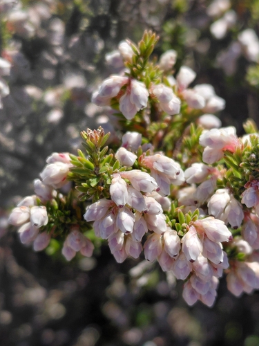 Buchuleaf Heath (Erica diosmifolia)