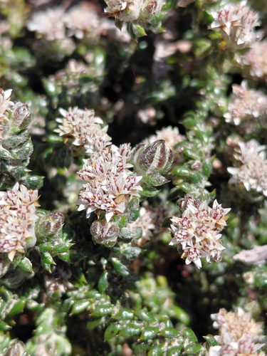 Spreading Blombush (Metalasia divergens)