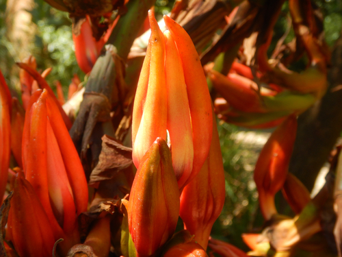 Doryanthes palmeri