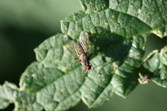 Hylemya vagans