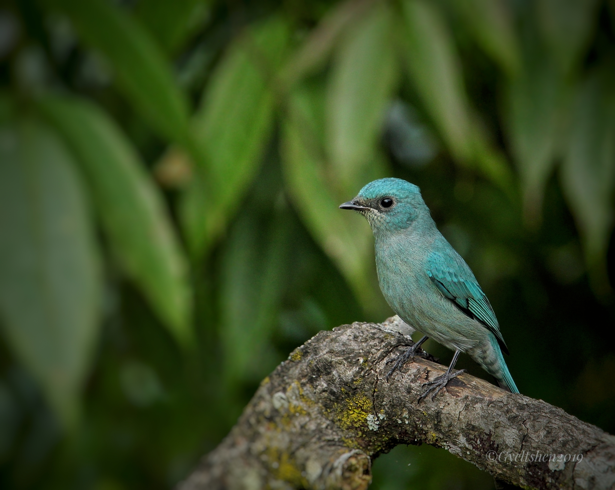 Verditer Flycatcher