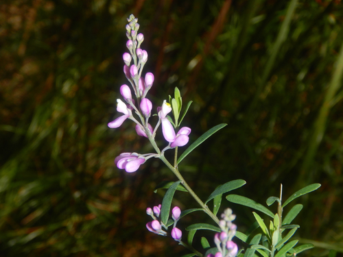 Comesperma esulifolium (Comesperma esulifolium)