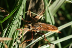 Asilus crabroniformis