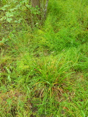 Carex gynodynama