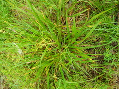 Carex gynodynama