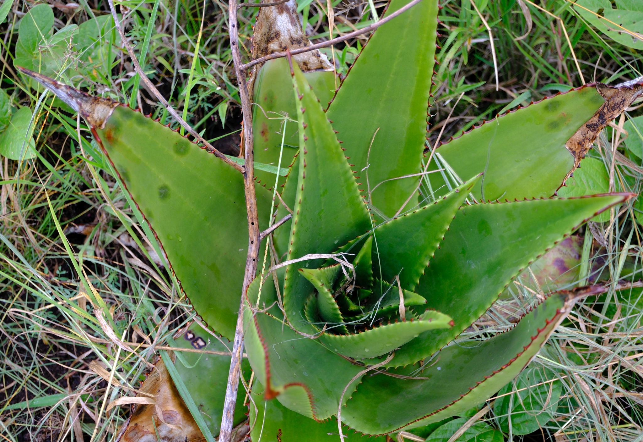 Aloe wilsonii